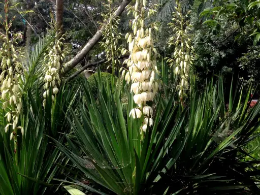 Plante qui ressemble au yucca, avec de longues feuilles vertes et des grappes de fleurs blanches pendantes.