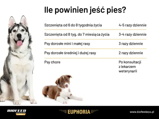 Tabela: ile powinien jeść szczeniak i dorosły pies. Podział na wiek i rasę, a także zalecenia dla psów chorych.
