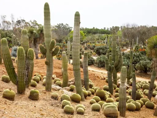 Un jardin luxuriant de cactus exterieur resistant au gel, avec des spécimens imposants et des coussins de petites boules épineuses sur le sol sablonneux.