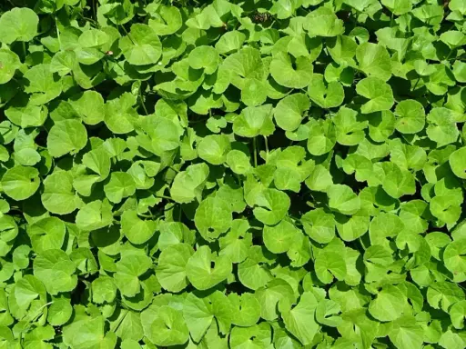 Un tapis dense de feuilles rondes et vertes de centella asiatica, baignées de soleil.
