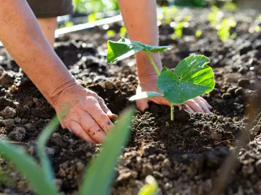 Mains plantant une jeune pousse de courge dans la terre. Le soleil éclaire les feuilles vertes et humides.