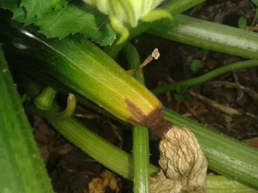 Courgette verte avec le bout qui pourrit, signe de manque de calcium ou d'arrosage irrégulier.