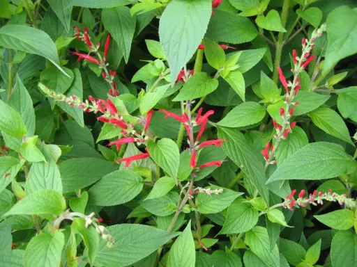 Des tiges de sauge ananas aux fleurs rouges vives se dressent au milieu de feuilles vertes luxuriantes.