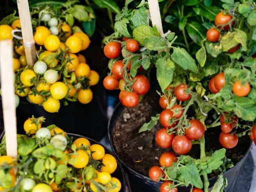 Pied de tomate cerise rouge et jaune, prêt à être récolté. Des grappes de fruits mûrs sur des plants en pot.