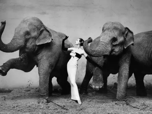 A woman in a gown poses between two elephants, a scene from one of fashion's most famous photographs.