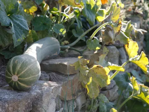 Une courge longue verte, aux rayures claires, repose sur des pierres. Ses feuilles jaunies s'étendent au soleil.