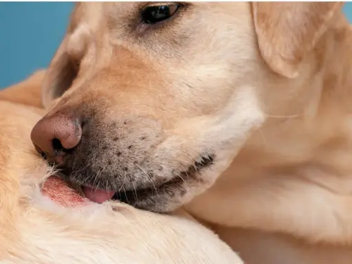 Un chien se lèche une plaie. Recherche d'un traitement naturel pour cette plaie de léchage chien.
