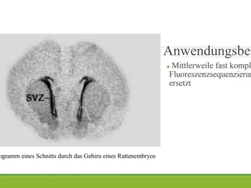 Autoradiogramm eines Rattenembryo-Gehirnschnitts, das die SVZ zeigt. Diese Technik der Autoradiographie wird nun oft durch Fluoreszenzsequenzierung ersetzt.