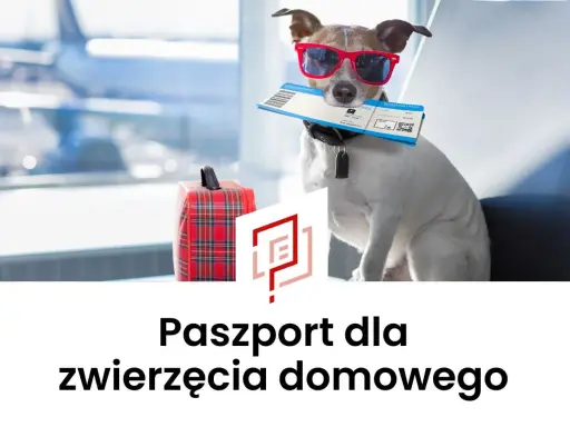 Pies w okularach przeciwsłonecznych trzyma bilet lotniczy. Obok walizka. To jego paszport dla zwierzęcia domowego na podróż.