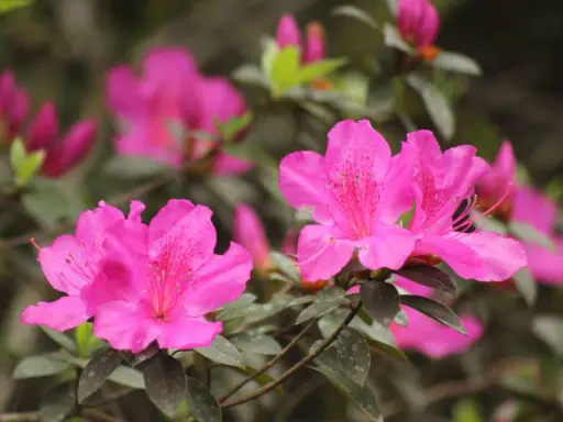 Fleurs roses vives d'une azalée du Japon, avec des pétales délicats et des taches plus foncées au centre.