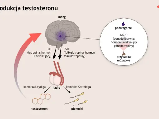Schemat produkcji testosteronu: mózg, podwzgórze, przysadka mózgowa, jądra, komórki Leydiga i Sertolego. Zrozumienie tego procesu pomaga zrozumieć, co obniża testosteron.