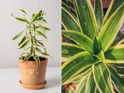 Dracena odwrócona w terakotowej doniczce, z bliska widać jej zielono-żółte liście z kroplami wody.