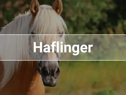 Ein Haflinger-Pferd mit heller Mähne. Diese Rasse ist bekannt für ihre Langlebigkeit; wie alt werden Haflinger?