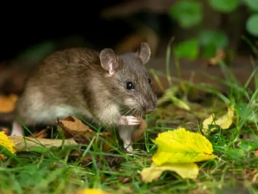 Un rat brun se cache dans l'herbe et les feuilles mortes. Apprenez comment se débarrasser des rats pour protéger votre jardin.