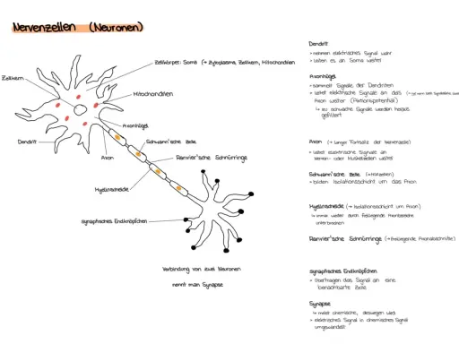 Schema einer Nervenzelle mit Dendriten, Axon und synaptischem Endknöpfchen. Die Verbindung zweier Neuronen, die interneuronale Synapse, wird gezeigt.