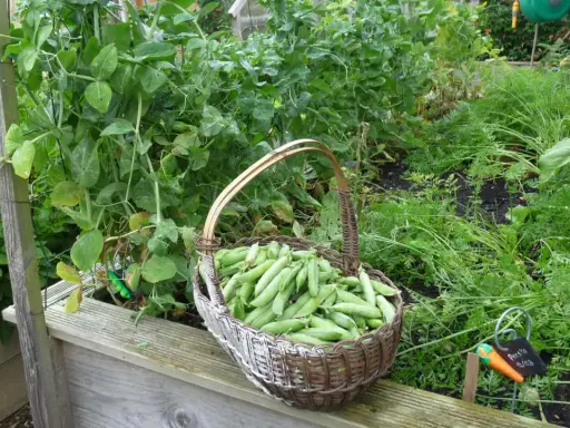 Un panier débordant de petits pois frais, prêt pour la récolte. Une belle illustration de comment planter des petits pois pour un jardin productif.