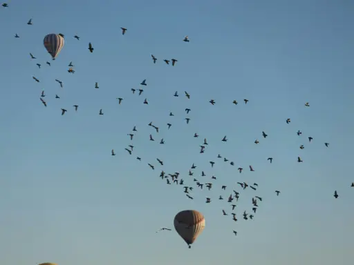 Dwa balony na gorące powietrze i stado ptaków na tle błękitnego nieba.