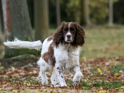 Un chien anglais, un Springer, court dans les feuilles d'automne.