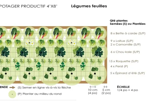 Plan de potager productif avec légumes feuilles : bette, laitue, chou kale, roquette, persil, épinard. Idéal pour la rotation culture potager.