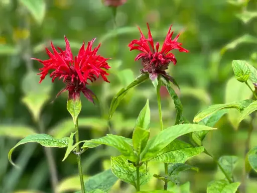 Two vibrant red bee balm flowers bloom in summer, their spiky petals reaching towards the sun.