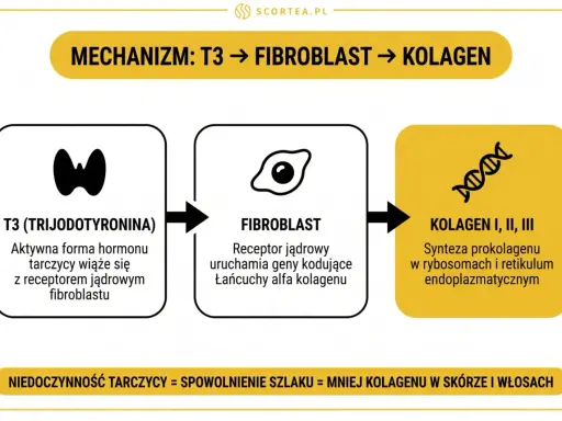 Schemat pokazuje, jak T3 wpływa na fibroblasty, co prowadzi do syntezy kolagenu. Niedoczynność tarczycy spowalnia ten szlak, zmniejszając ilość kolagenu.