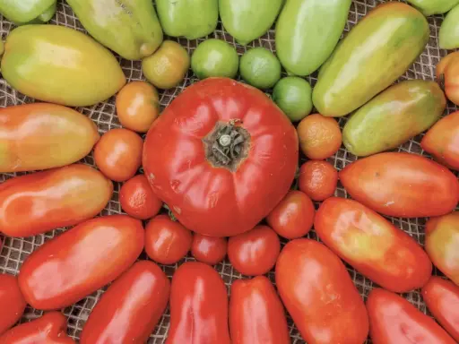 Un assortiment de tomates de différentes tailles et couleurs, du rouge vif au jaune pâle, avec quelques poivrons verts. La tomate fruit ou légume est au centre.