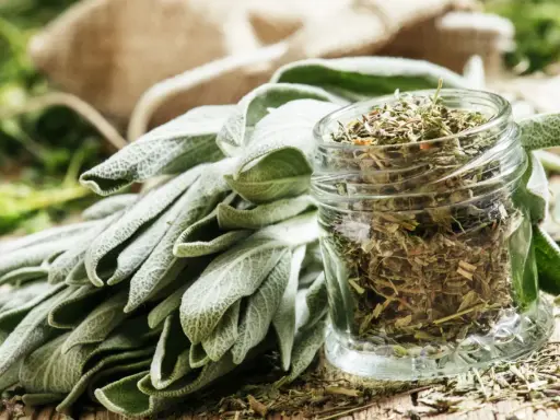 Un bouquet de feuilles de sauge officinale fraîche à côté d'un bocal rempli de sauge séchée. Les bienfaits de la sauge officinale sont nombreux.