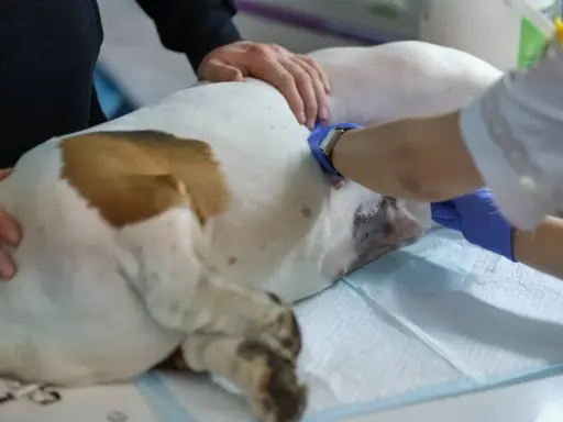 Weterynarz podczas zabiegu, kiedy sterylizacja suki jest już za nią. Pies leży na stole, a lekarz wykonuje ostatnie czynności.