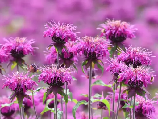 A bee visits a vibrant pink bee balm flower, thriving in the sun. The field of bee balm flowers stretches into a soft purple blur.