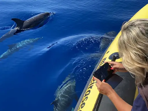 Frau fotografiert Madeira Delfine vom Boot aus. Mehrere Delfine schwimmen im tiefblauen Wasser.