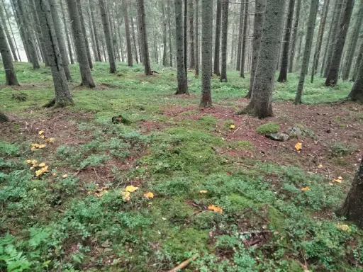 I en grönskande skog med höga träd syns många gula kantareller bland mossa och lingonris. En perfekt plats att leta efter svamp!