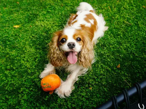 Uśmiechnięty king charles cavalier leży na trawie obok pomarańczowej zabawki w kształcie dyni.