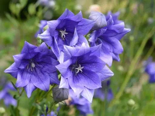 Fleurs bleues en forme d'étoile, parfaites comme fleurs à planter en ce moment pour égayer votre jardin.