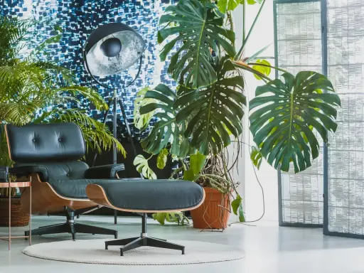 Monstera w brązowej doniczce, obok czarnego fotela i lampy. Idealna doniczka do monstery powinna być przestronna.