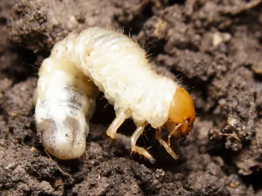 A plump, white larva with a brown head and tiny legs burrows into dark soil.