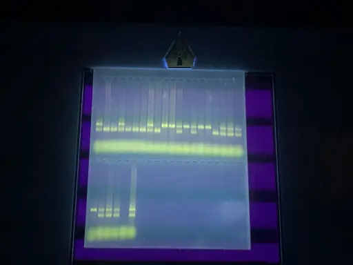 Banda de ADN fluorescente en gel de agarosa, clave para la interpretación de electroforesis.