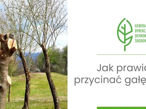 Przycięte pnie drzew i młode drzewka na tle zieleni. Grafika z logo Generalnej Dyrekcji Ochrony Środowiska i pytaniem: "Jak prawidłowo przycinać gałęzie drzew?".