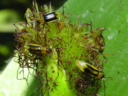 Several corn rootworm beetles are clustered on a green plant part, their yellow and black stripes visible.