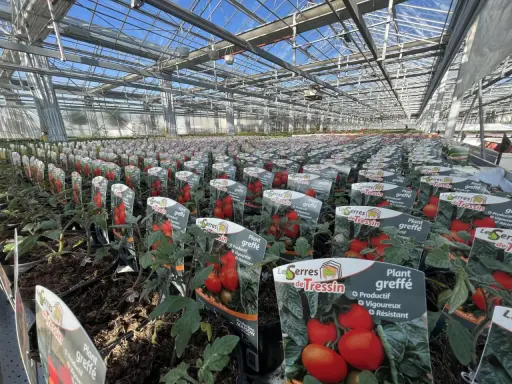 Des plants de tomates greffées prêts à être plantés dans une serre. Apprenez comment planter des tomates pour un rendement optimal.