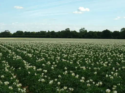 Champ de pommes de terre en fleurs, prêt pour la récolte. La question de savoir combien de temps après floraison récolter la pomme de terre est cruciale.