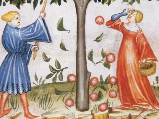 Zwei Frauen im Mittelalter pflücken Äpfel von einem Baum. Eine Frau in Blau schüttelt den Baum, die andere in Rot sammelt die Früchte in einem Korb.