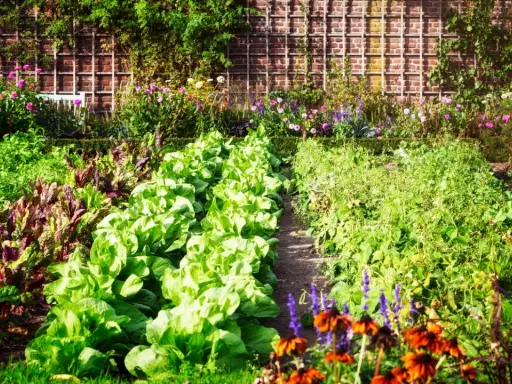 Un potager luxuriant, idéal pour un plan potager 20m2, avec des rangées de laitues, de bettes et de fleurs colorées devant un mur de briques.