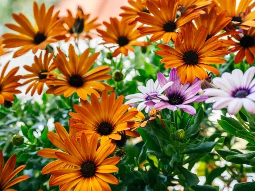 Magnifique **osteospermum floraison** aux teintes orangées et violettes, un spectacle de couleurs vives et de pétales délicats.