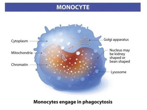Monocyty to białe krwinki, które pochłaniają patogeny. Widoczny jest ich jądro, mitochondria i cytoplazma.