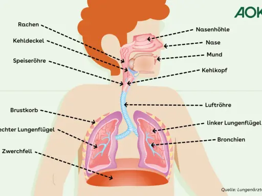 Schema der Atemwege mit Lunge. Bei Asthma können die Bronchien sich verengen, was zu Lungenschmerzen führt.