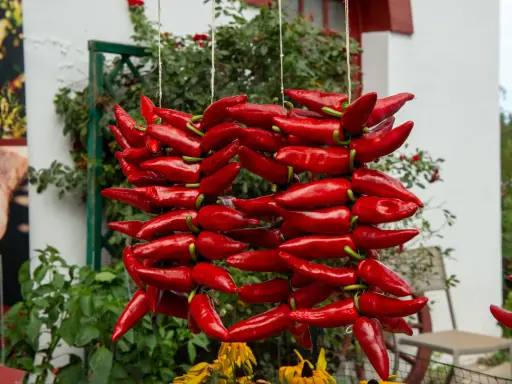 Des piments d'Espelette rouges, séchant en guirlandes, évoquent la richesse de leur culture.
