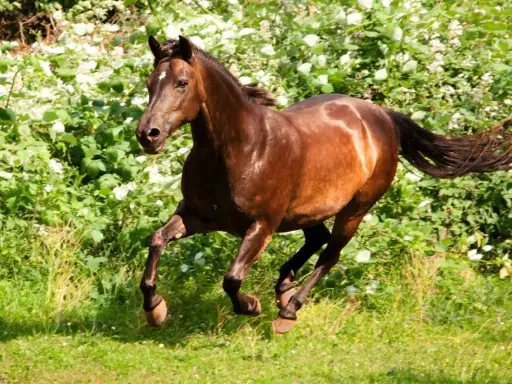 Braunes Pferd galoppiert durch blühende Wiese. Ein schönes Beispiel für verschiedene Pony Rassen in Aktion.
