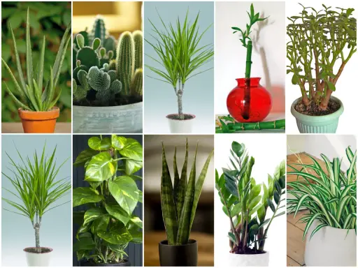 Kolekcja zielonych liściastych kwiatów doniczkowych: aloes, kaktusy, dracena, bambus szczęścia, grubosz, epipremnum, sansewieria, zamiokulkas, zielistka.