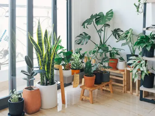 Kwiaty w salonie inspiracje: bujna zieleń roślin doniczkowych tworzy przytulną atmosferę przy oknie.