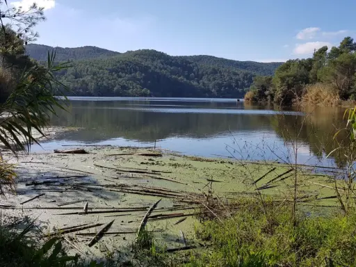 Un lago sereno en el parc del Foix, con vegetación flotante y colinas boscosas al fondo bajo un cielo azul.